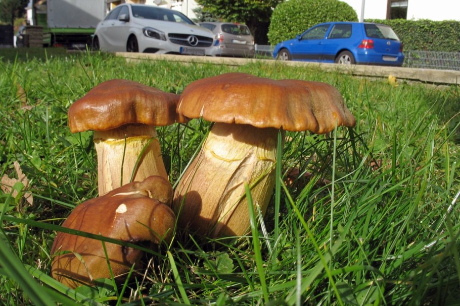 Картинка толстоного гриба