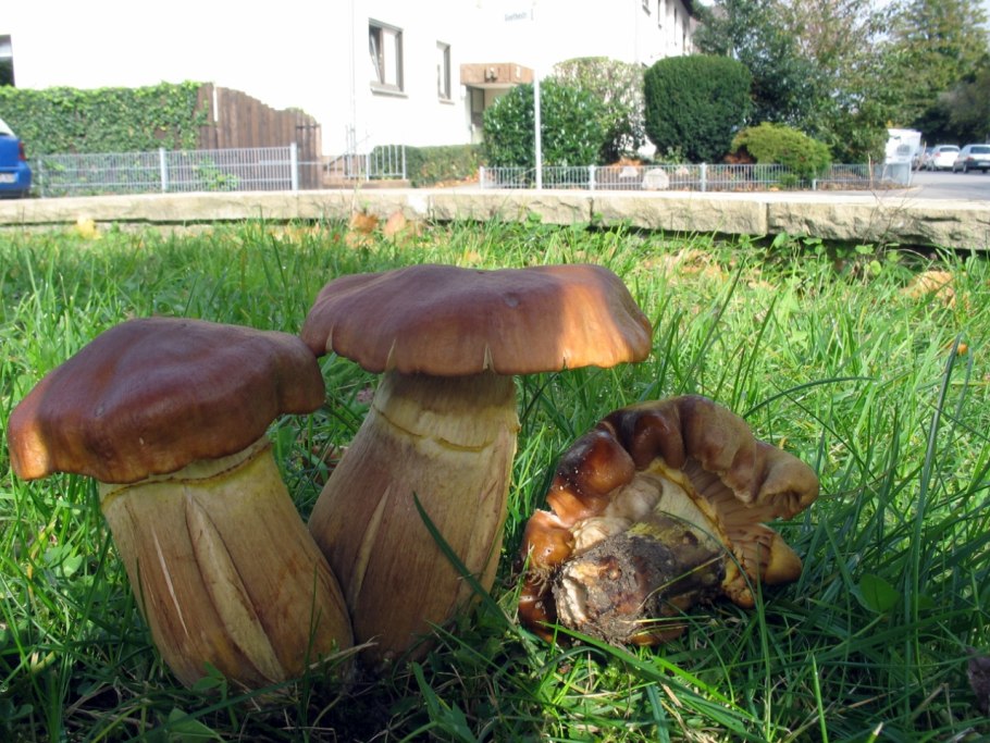 Опёнок толстоногий (Armillaria lutea)