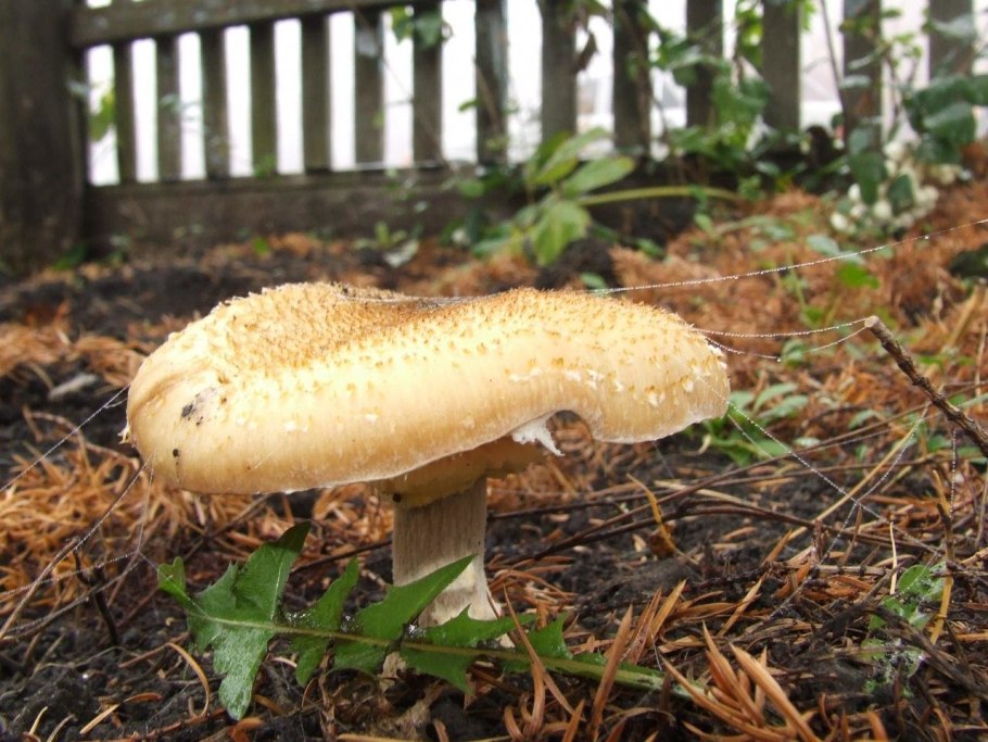 Опёнок толстоногий (Armillaria lutea)