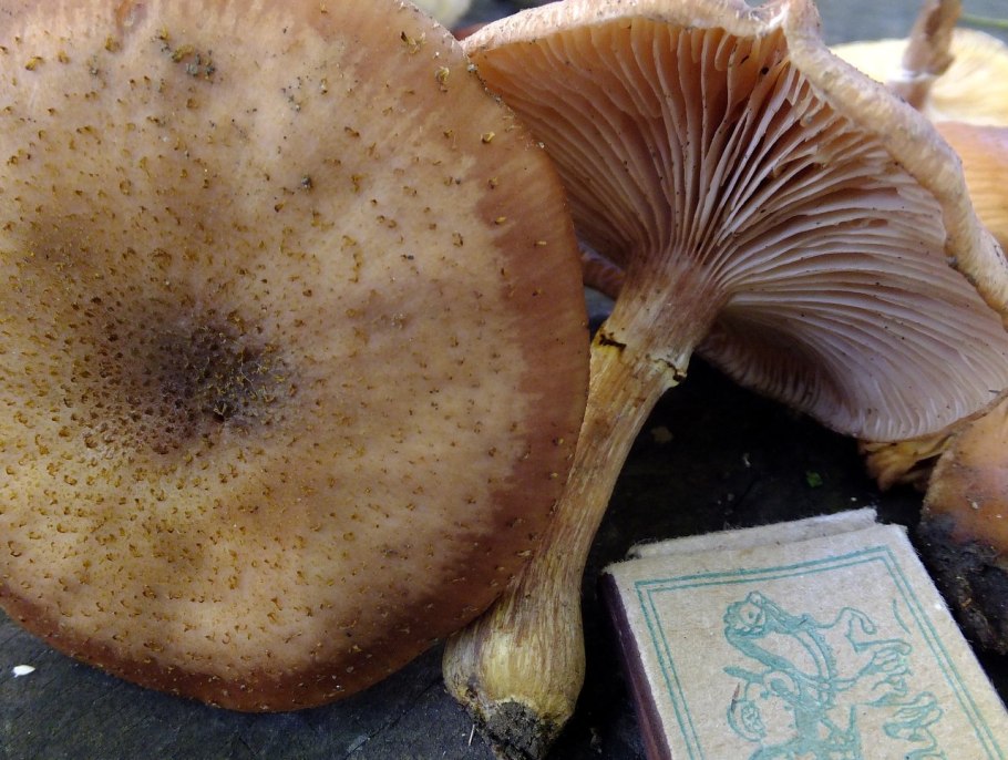 Галлика грибы