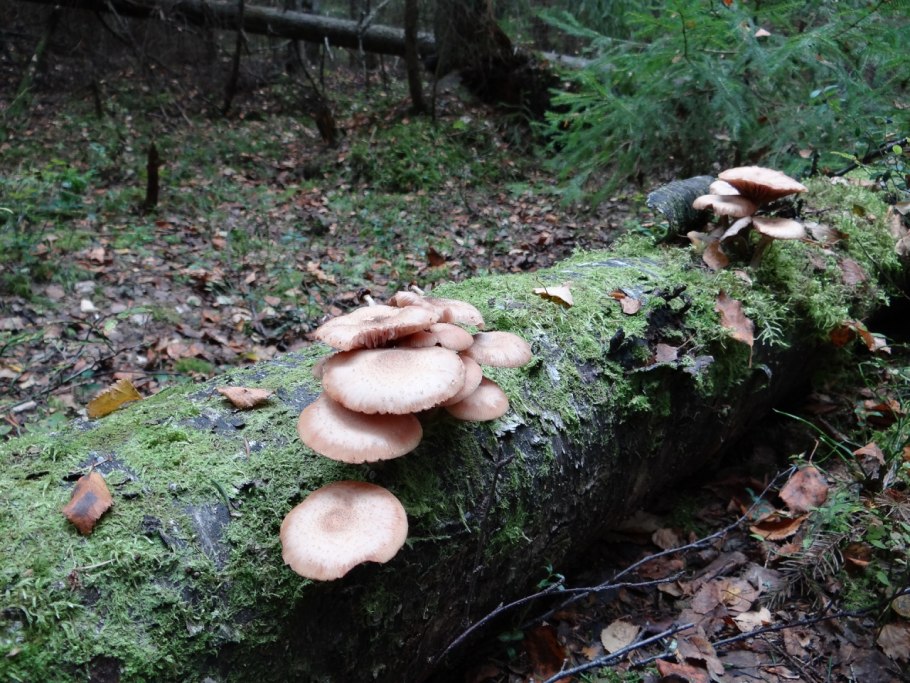 Гриб опенок