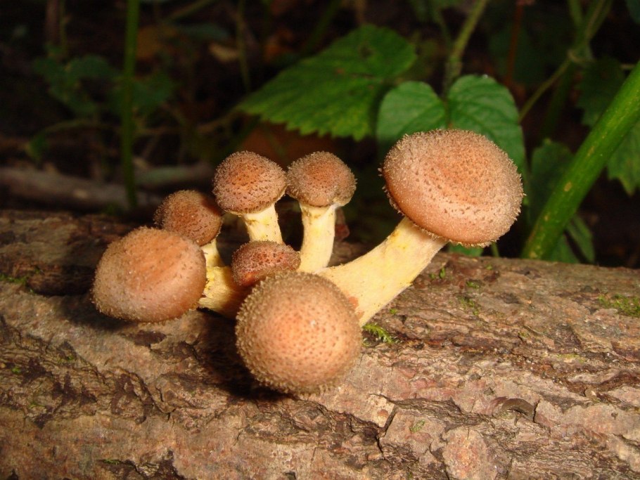 Опенок толстоногий Armillaria Gallica