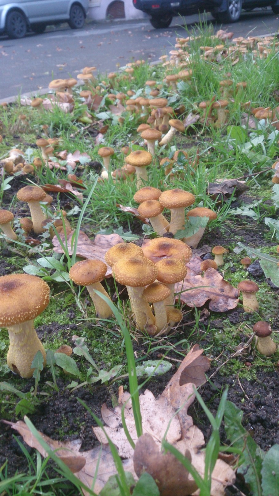 Опёнок осенний толстоногий