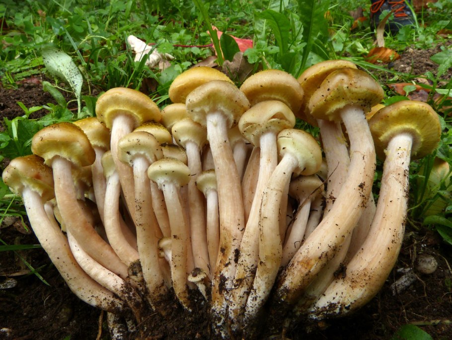 Опенок толстоногий ложный