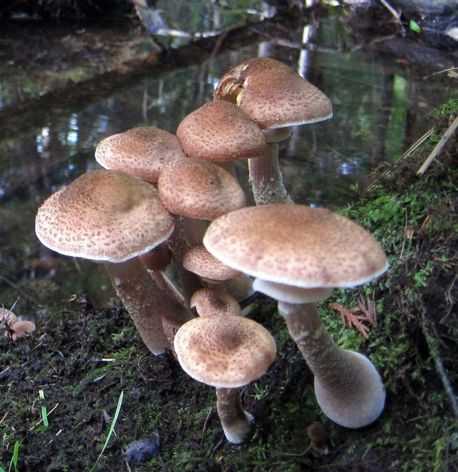 Галлика (Armillaria Gallica)