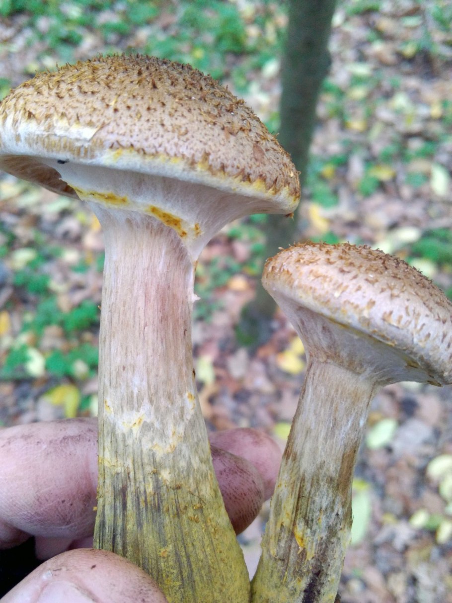 Armillaria Gallica