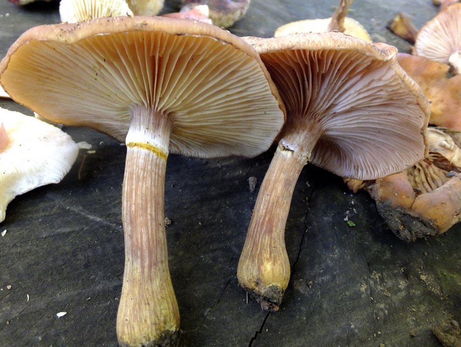 Опёнок толстоногий (Armillaria lutea)