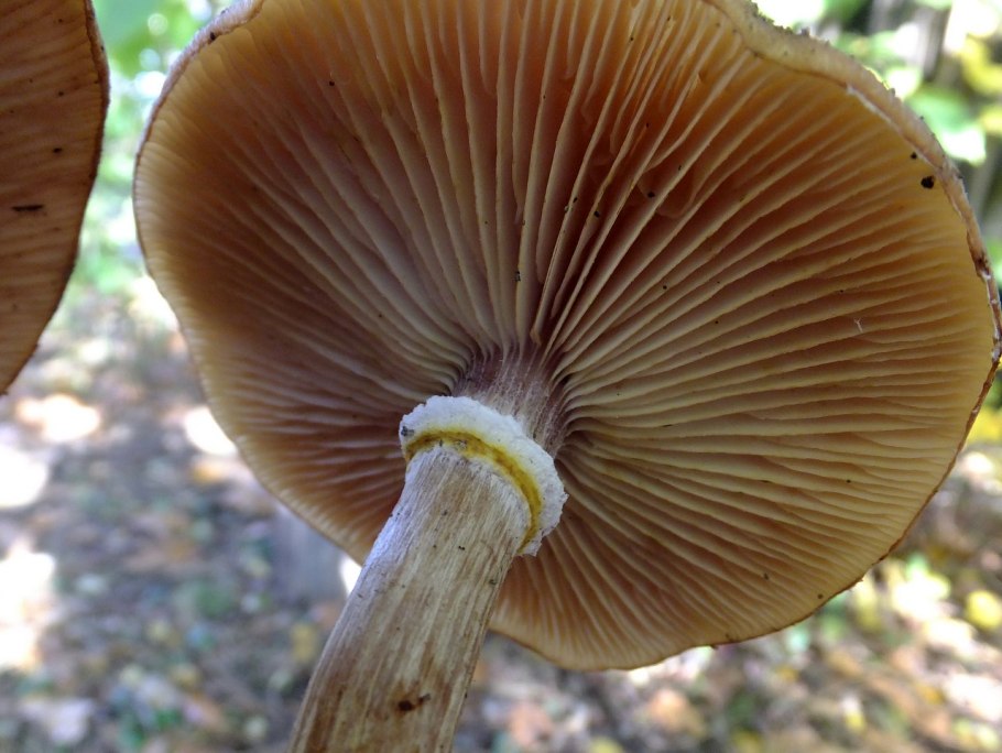 Колпак кольчатый cortinarius caperatus