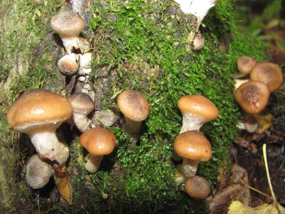Опенок толстоногий Armillaria Gallica
