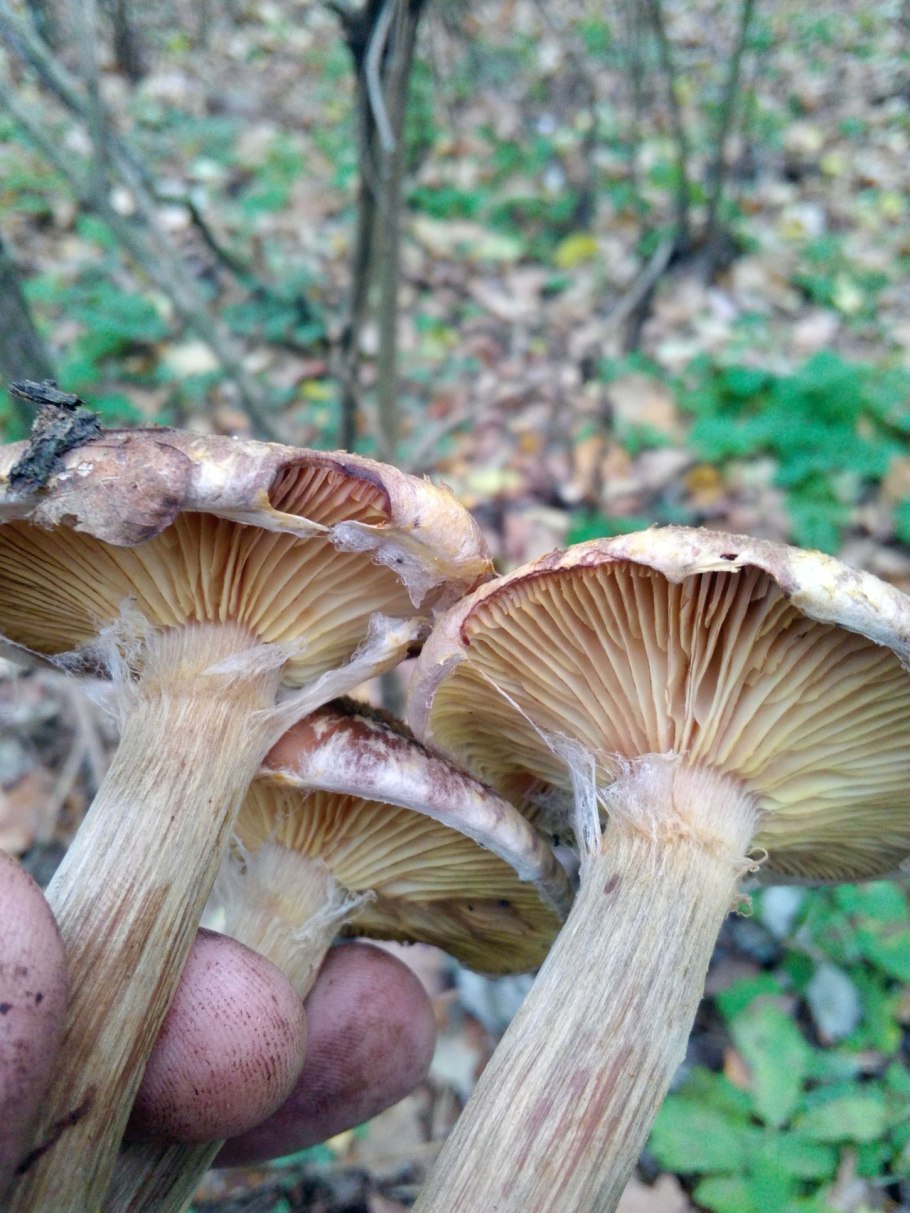 Опёнок толстоногий (Armillaria lutea)