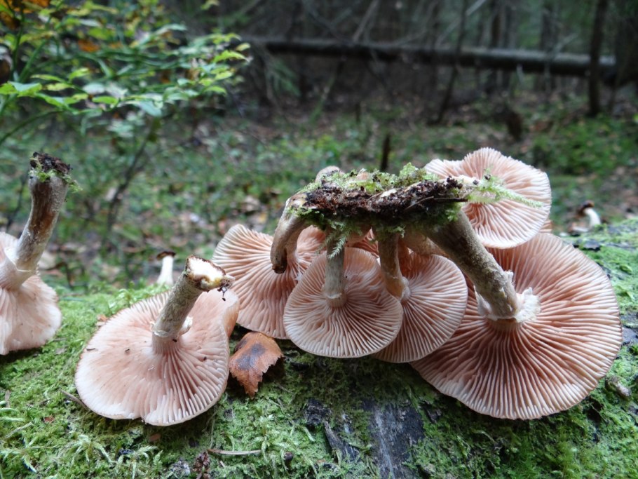 Грибы растущие на гнилой Березе