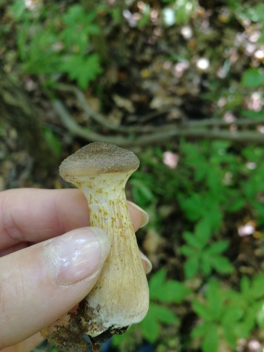 Опёнок толстоногий (Armillaria lutea)