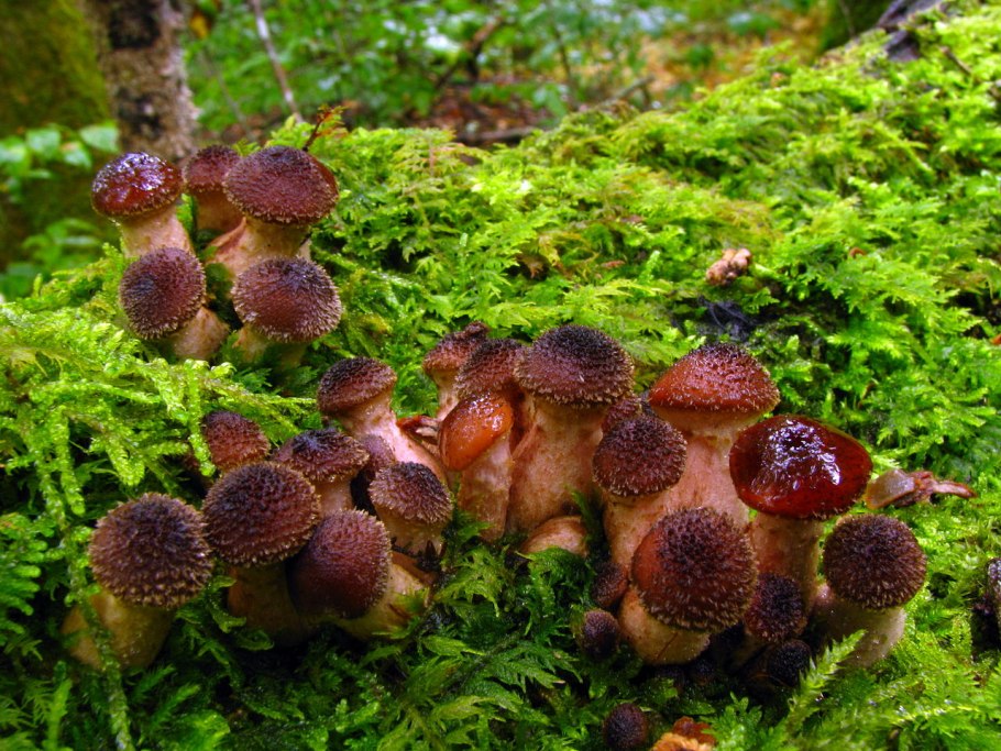 Опенок толстоногий Armillaria Gallica