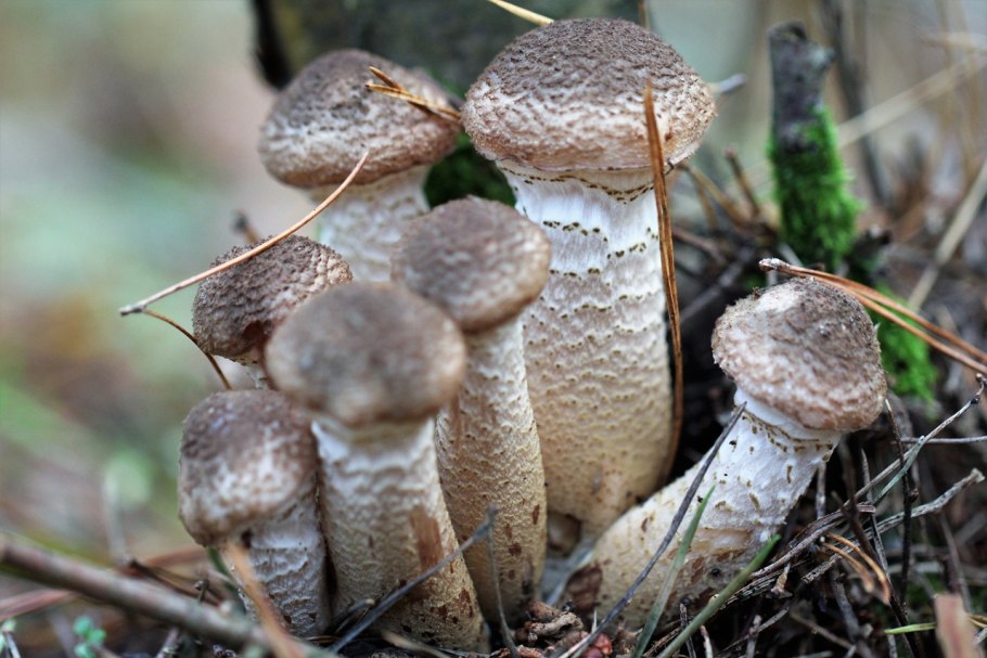 Опенок луковицеобразный (Armillaria bulbosa)