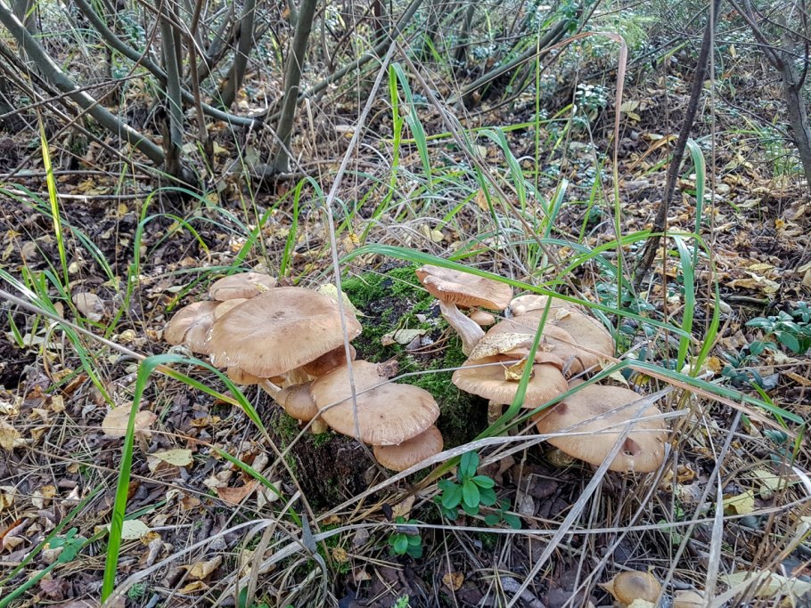 Опёнок толстоногий (Armillaria lutea)