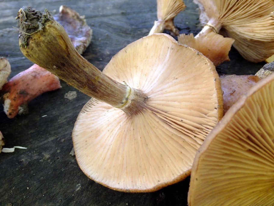 Опенок осенний Северный