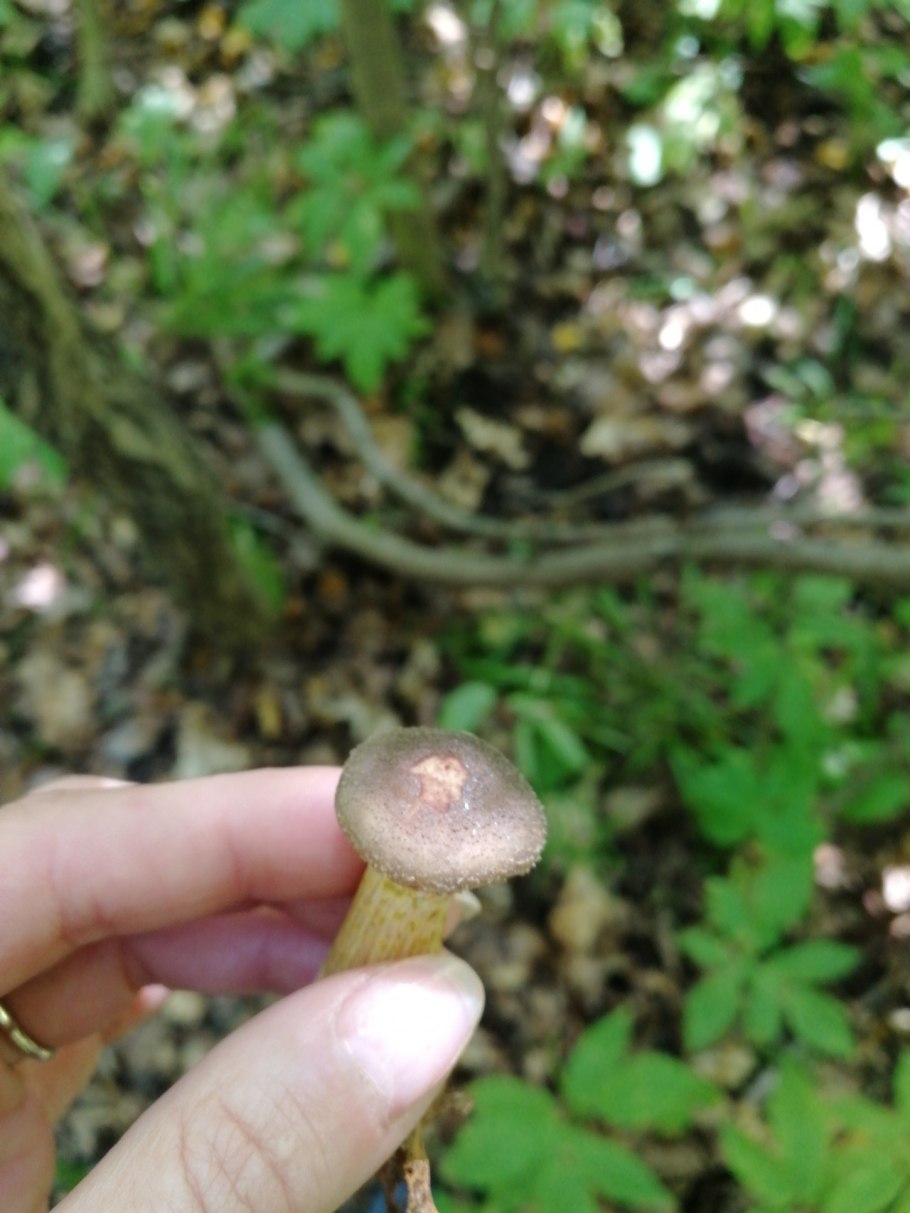 Грибная колония опёнок толстоногий