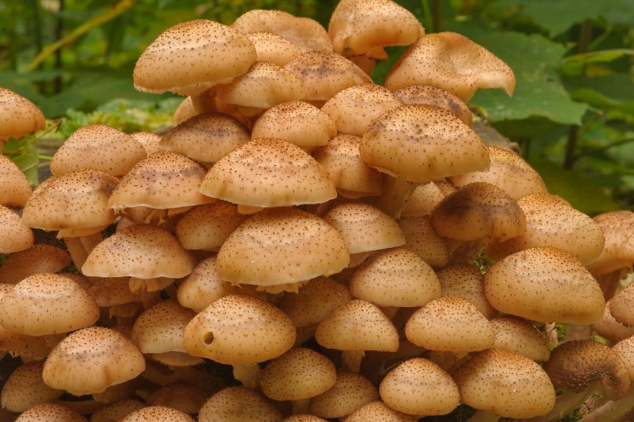 Опёнок толстоногий (Armillaria lutea)