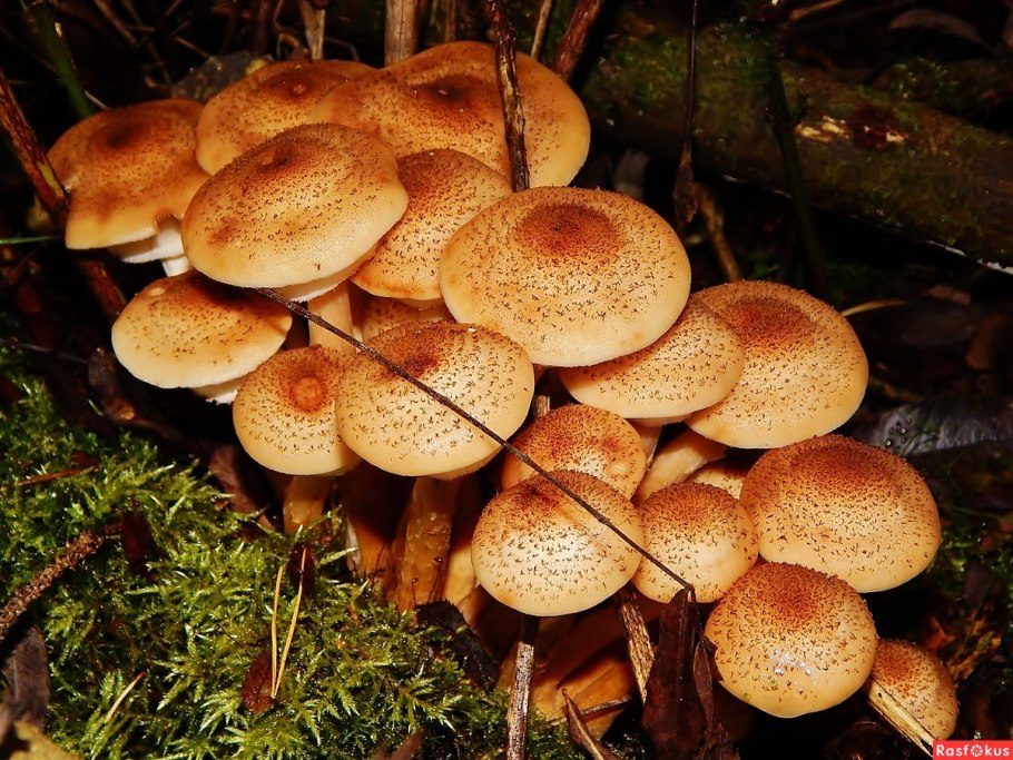 Опёнок осенний толстоногий