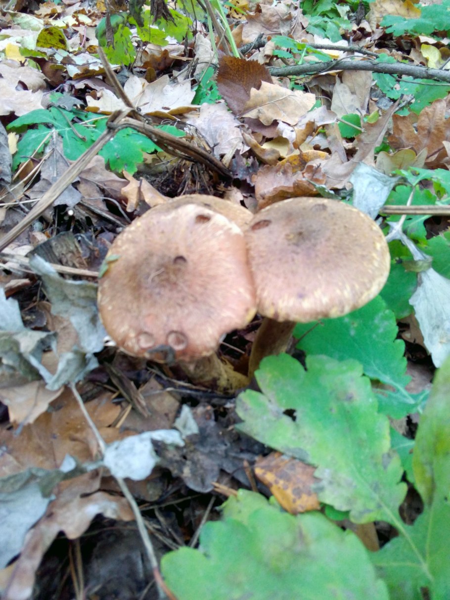 Опёнок луковичноногий (Armillaria cepistipes)
