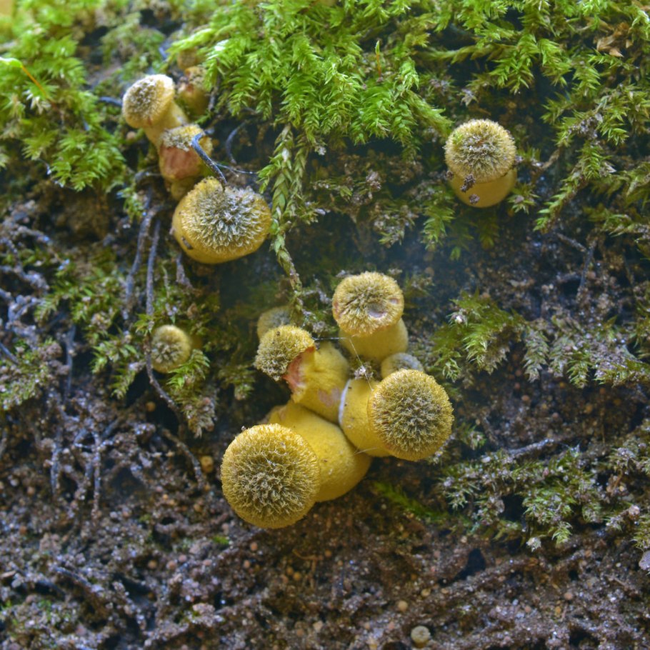 Опята в Тверской области 2020