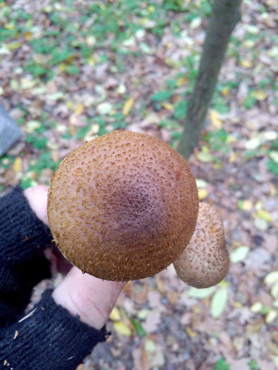 Опенок толстоногий Armillaria Gallica
