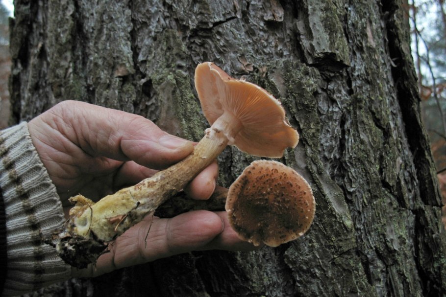 Чинарики грибы