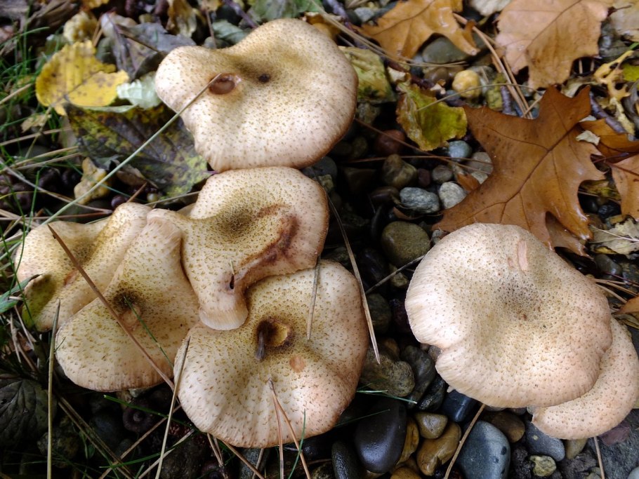 Опенок толстоногий Armillaria Gallica