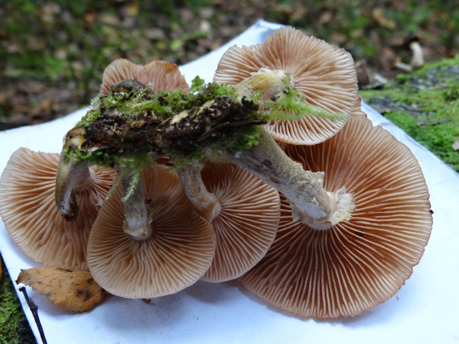 Опенок толстоногий Armillaria Gallica