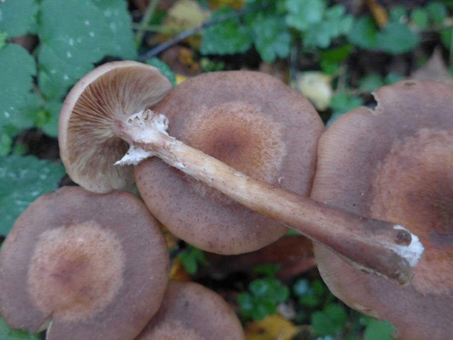 Опёнок толстоногий (Armillaria lutea)