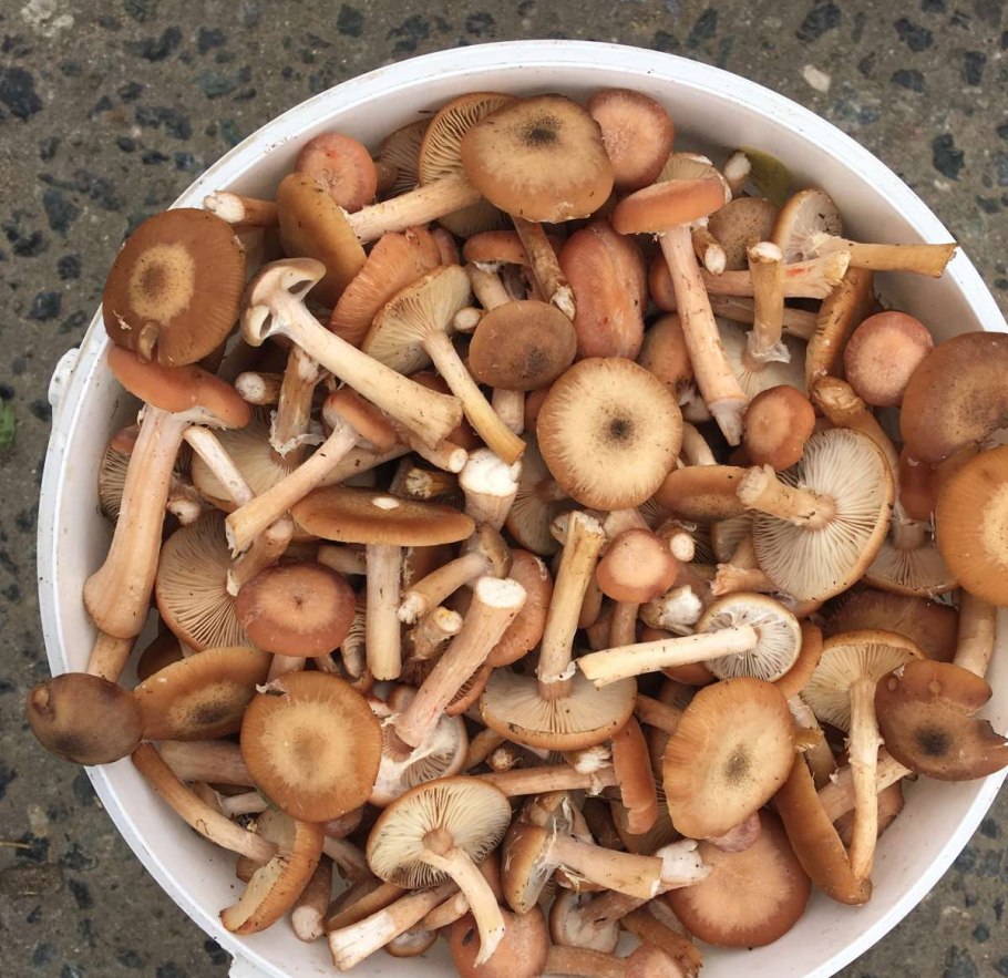 Гриб Галлика описание фото