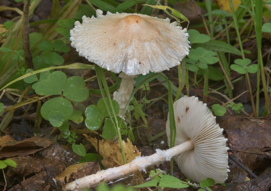 Лепиота Луговая