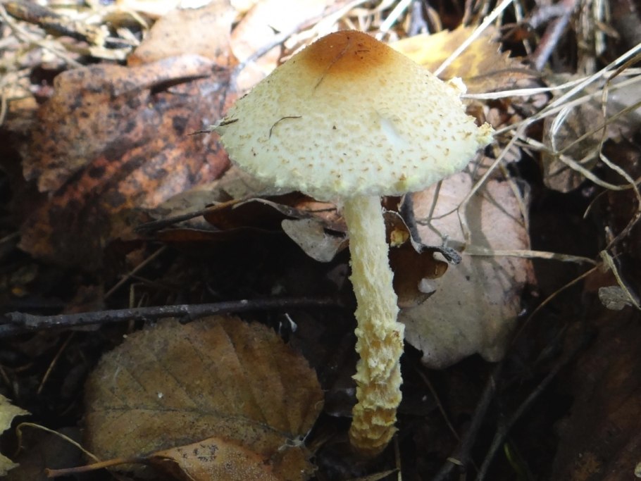 Лепиота лимонная гриб