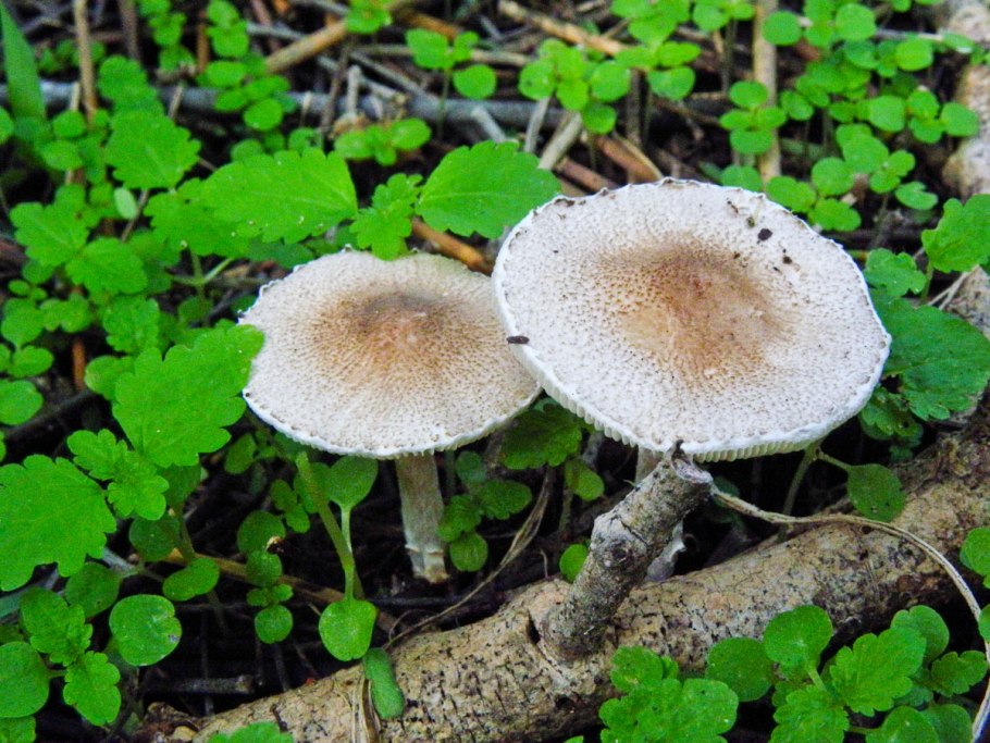 Лепиота гриб-сосок