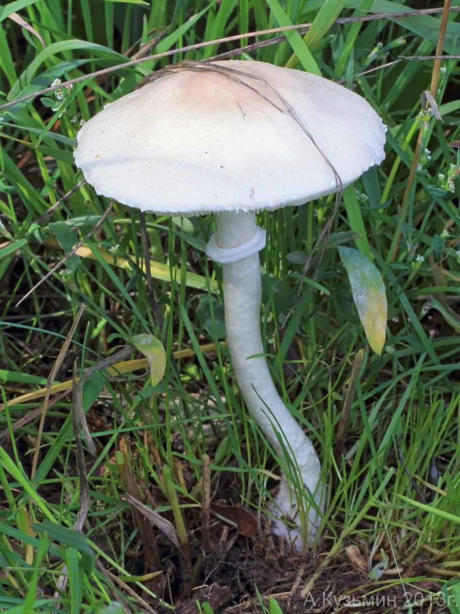 Лепиота чешуйница