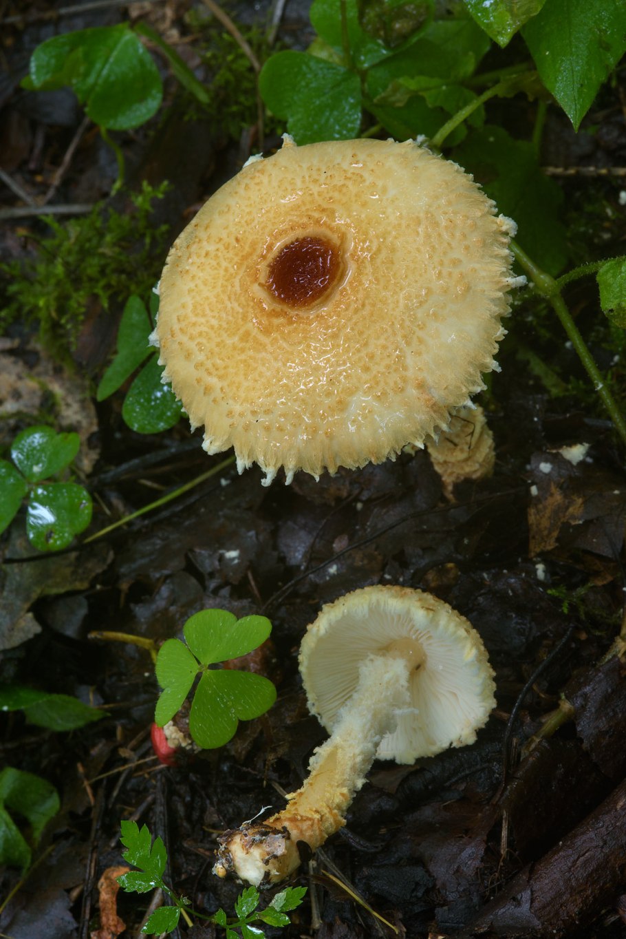 Лепиота гриб