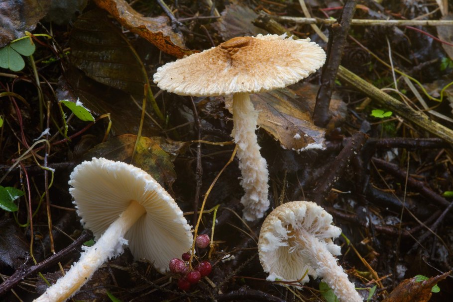 Лепиота Бребиссона