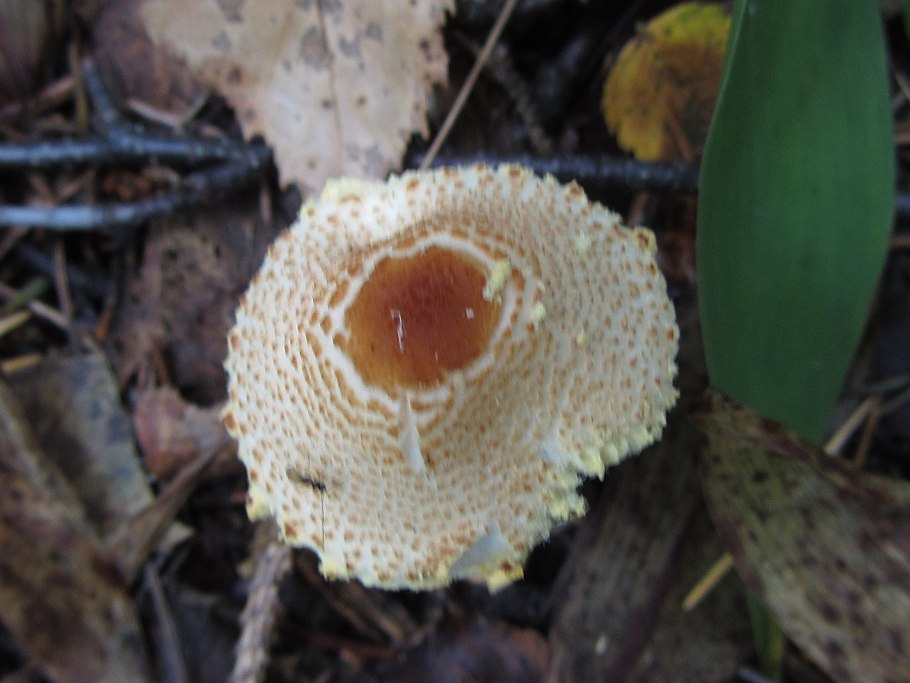 Гриб лепиота гребенчатая