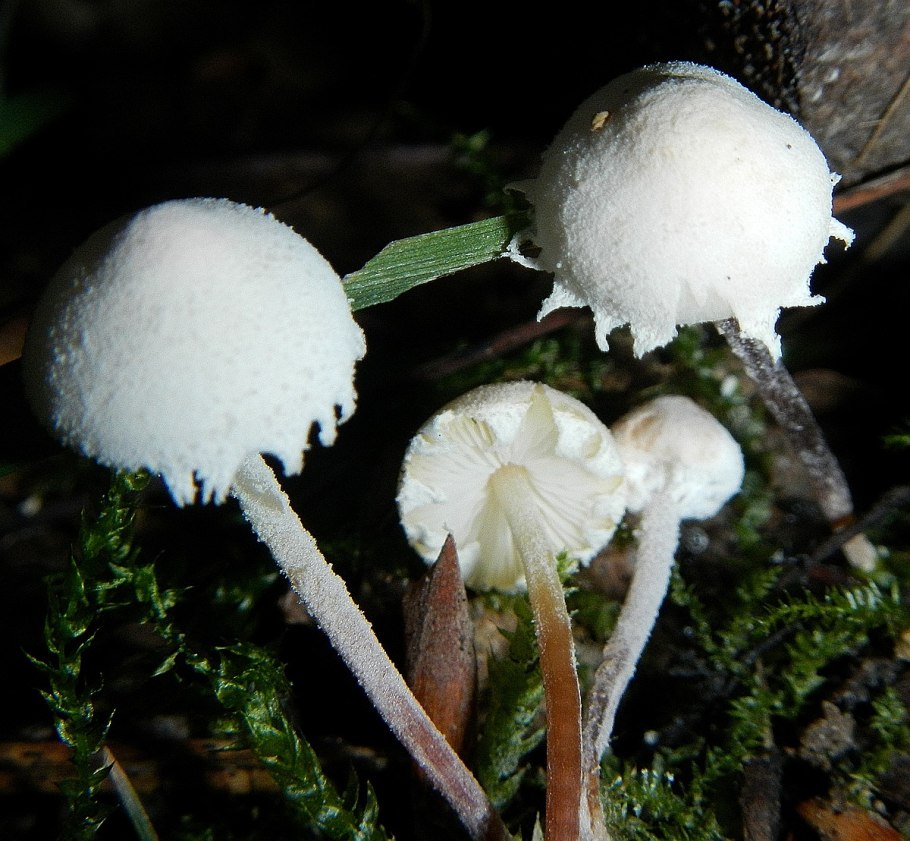 Лепиота розоватая