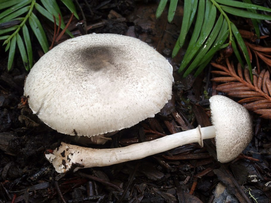 Гриб лепиота острочешуйчатая