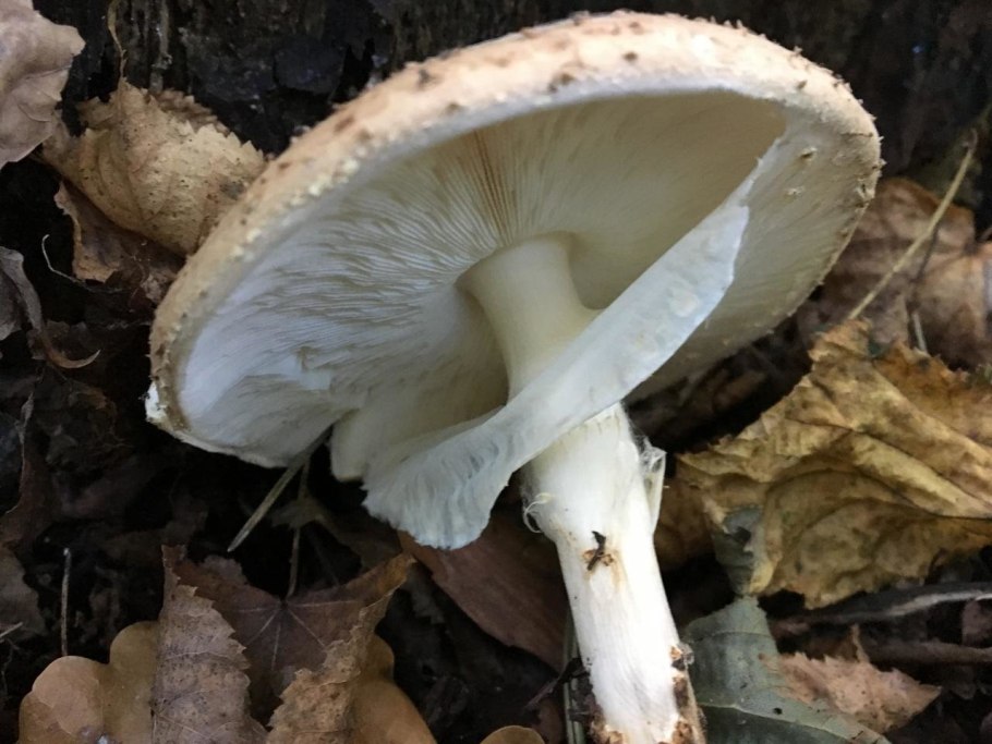 Лепиота острочешуйчатая