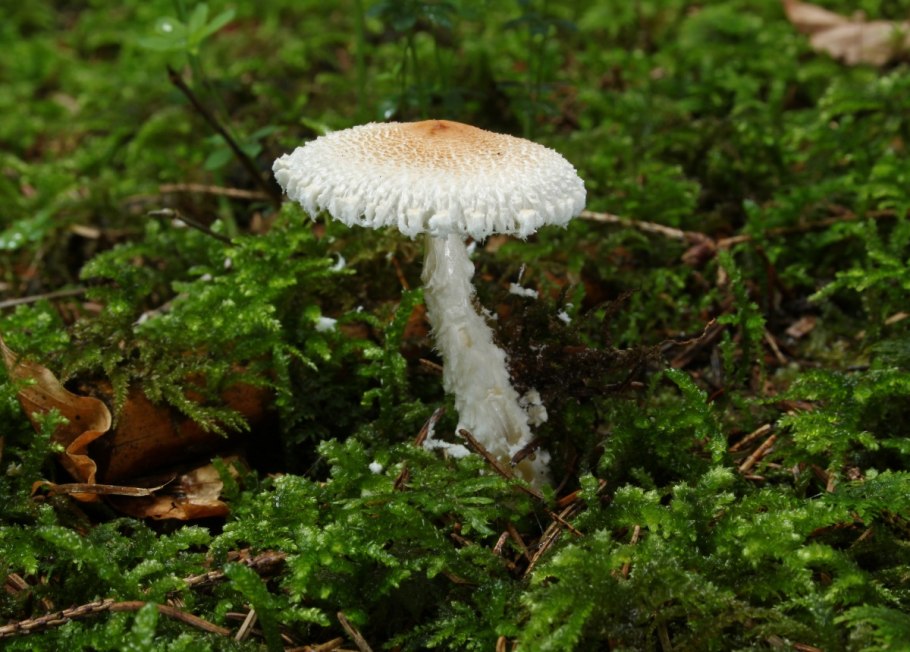 Лепиота ядовитая Lepiota helveola