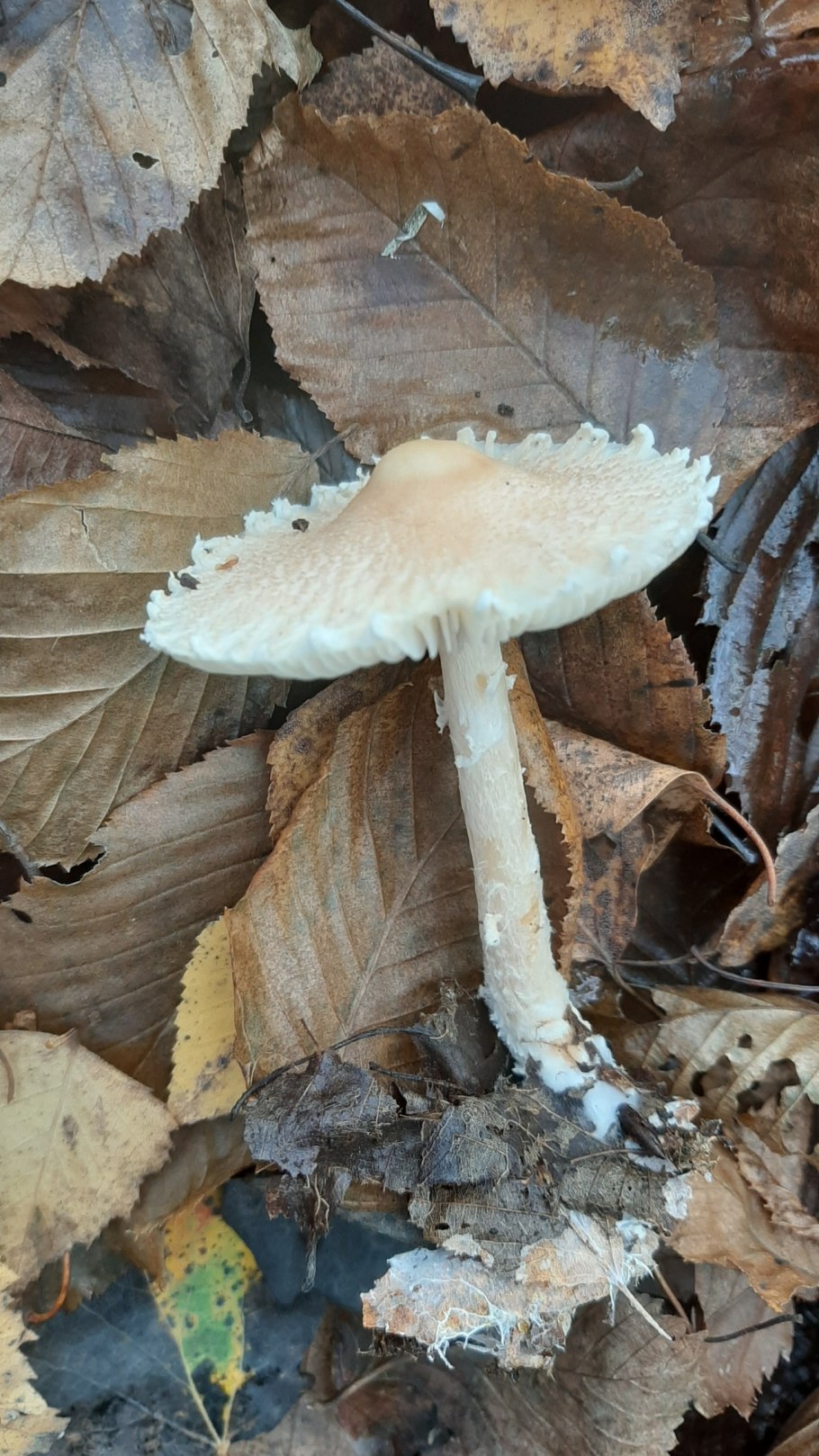 Лепиота шерстистообутая