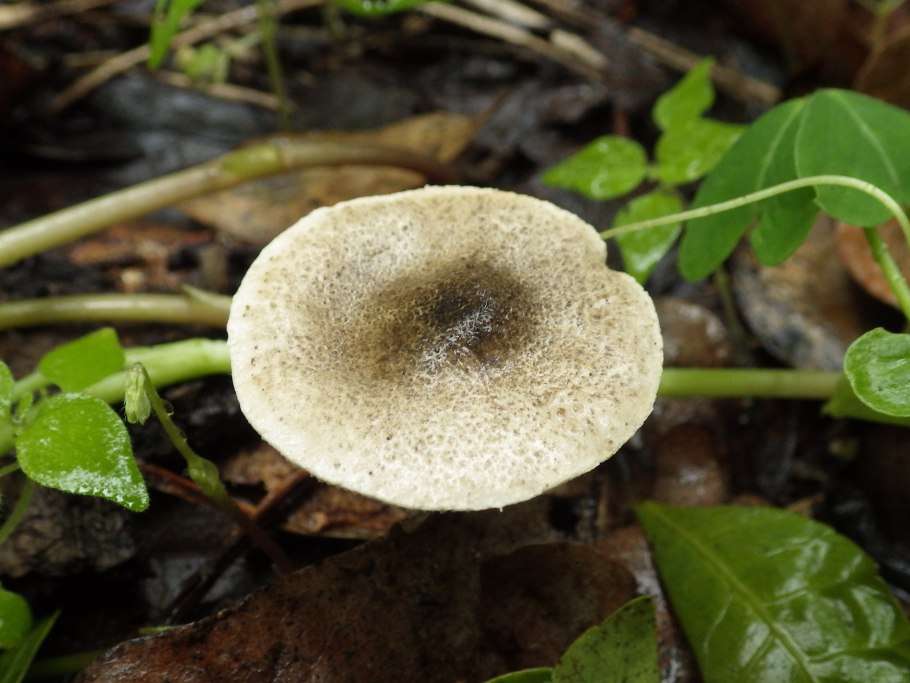 Лепиота гребенчатая