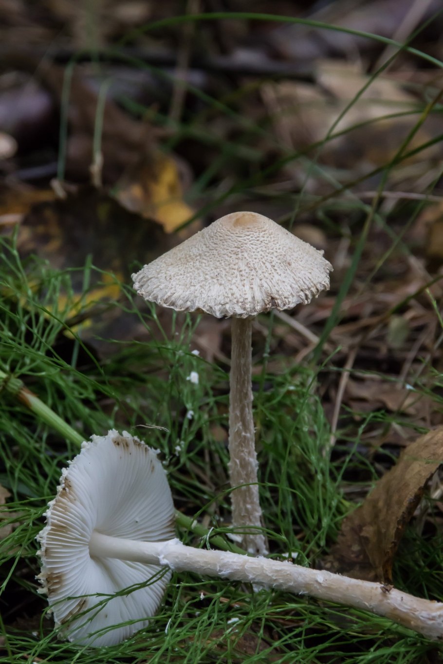 Лепиота шерстистообутая