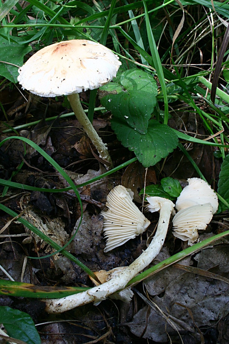Lepiota oreadiformis