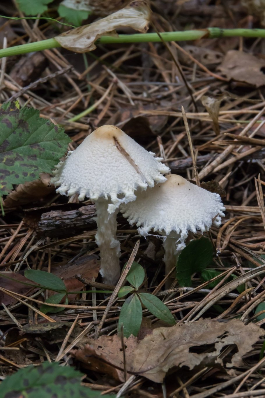 Лепиота шерстистообутая