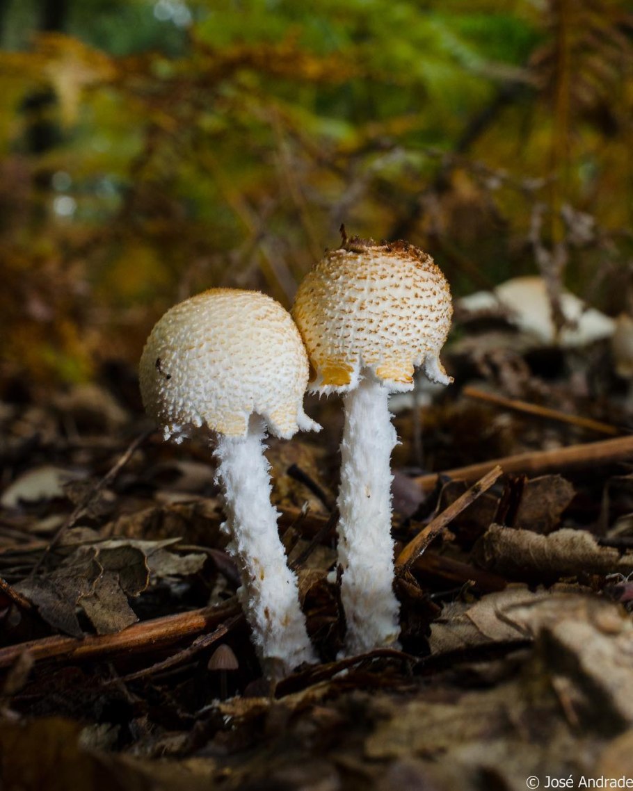 Лепиота род грибов