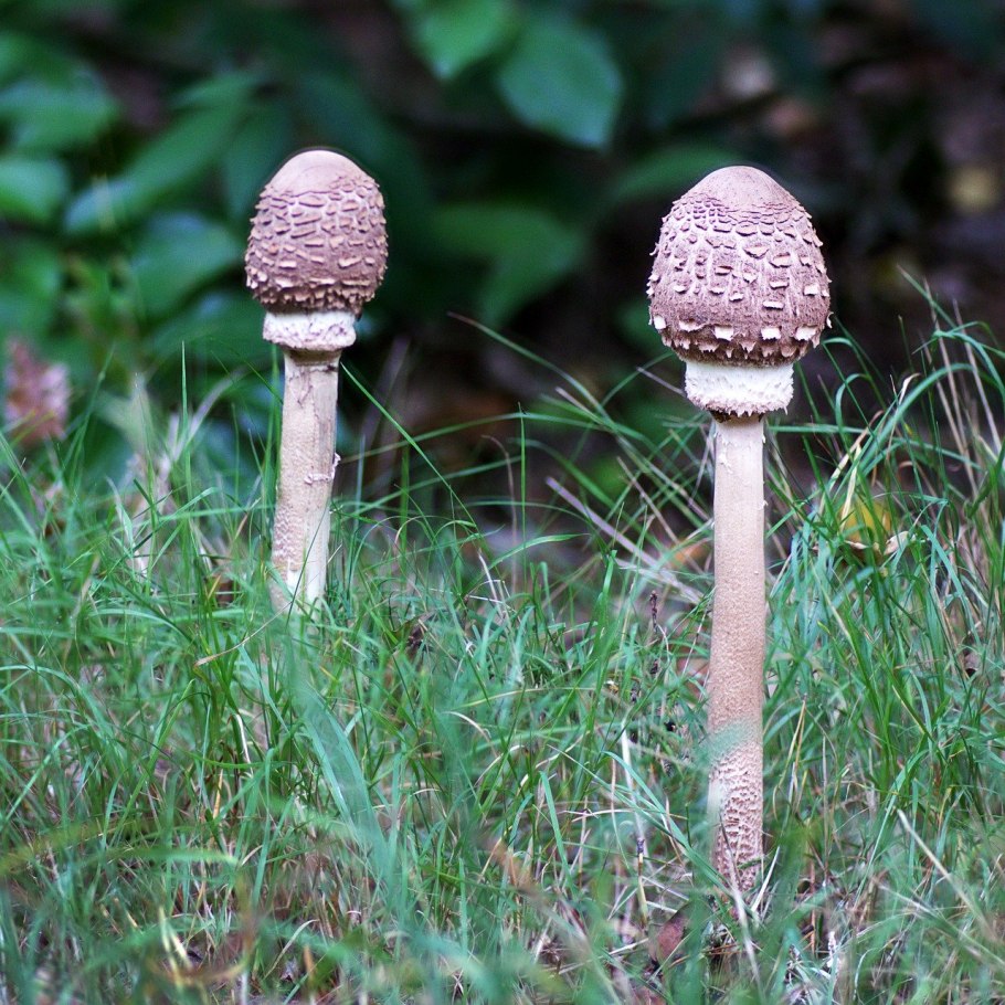 Лепиота Империя пазлов