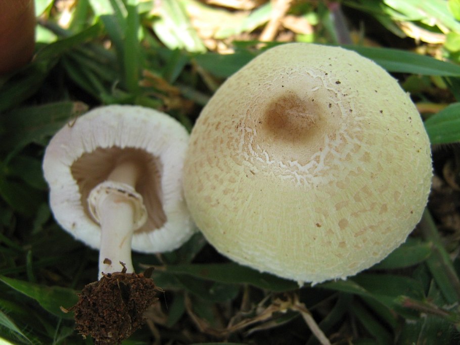 Lepiota cristata токсины